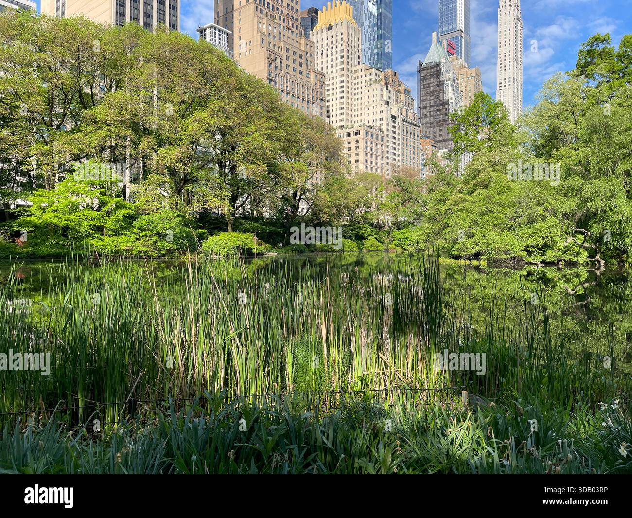 Üppig grüne Sommertage im Herzen des Central Park - Smartphone-aufgenommenes Stockfoto