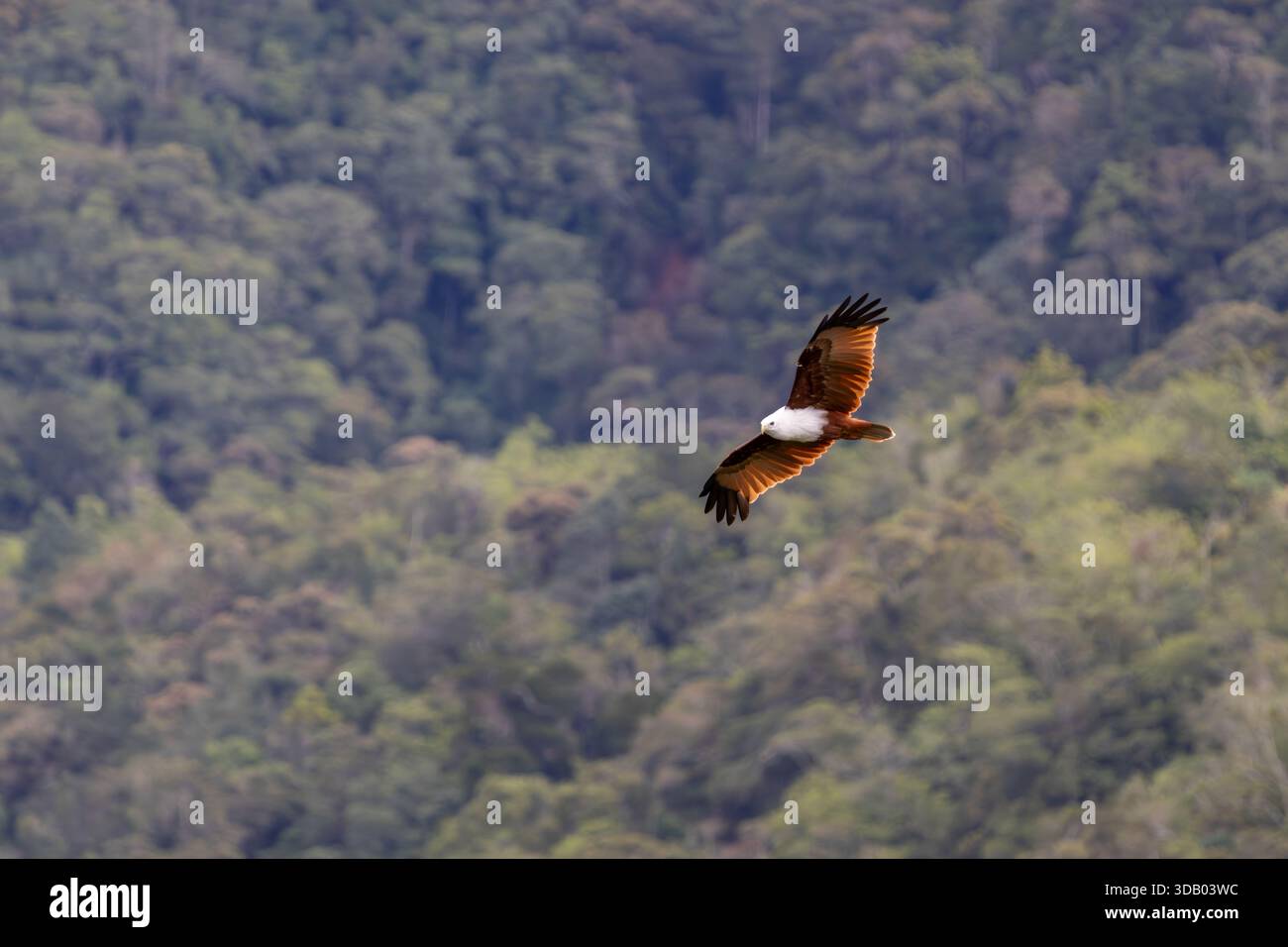 Eine atemberaubende Aufnahme eines Brahminy Kite (Haliastur indus), eines mittelgroßen Raptors, der auf den Philippinen, Südostasien und Indien verbreitet ist. Stockfoto