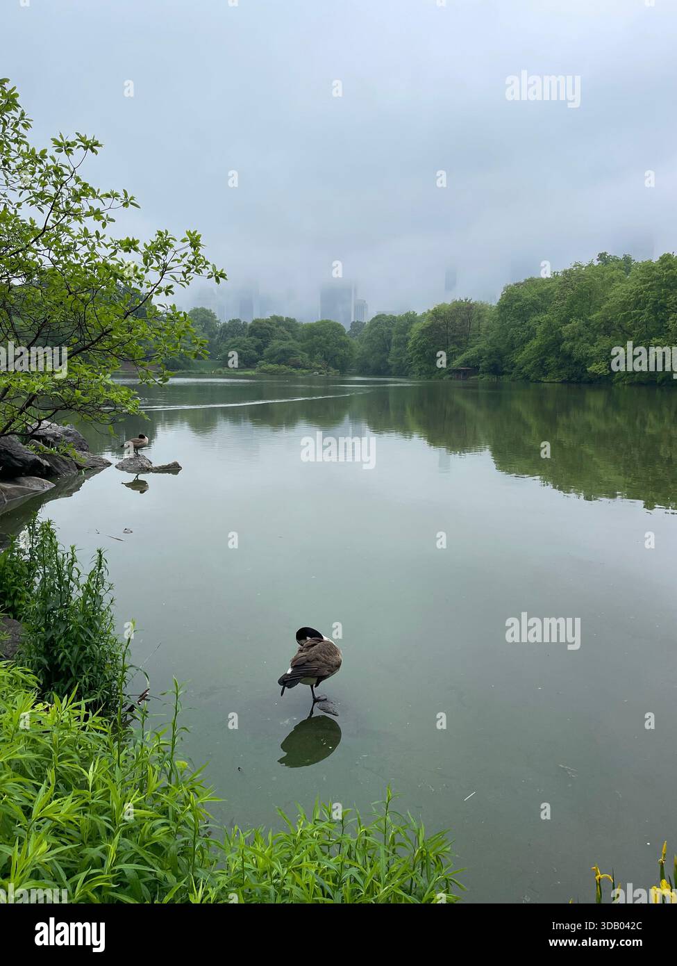 Üppig grüne Sommertage im Herzen des Central Park - Smartphone-aufgenommenes Stockfoto