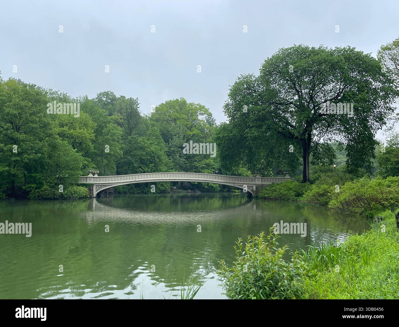 Üppig grüne Sommertage im Herzen des Central Park - Smartphone-aufgenommenes Stockfoto