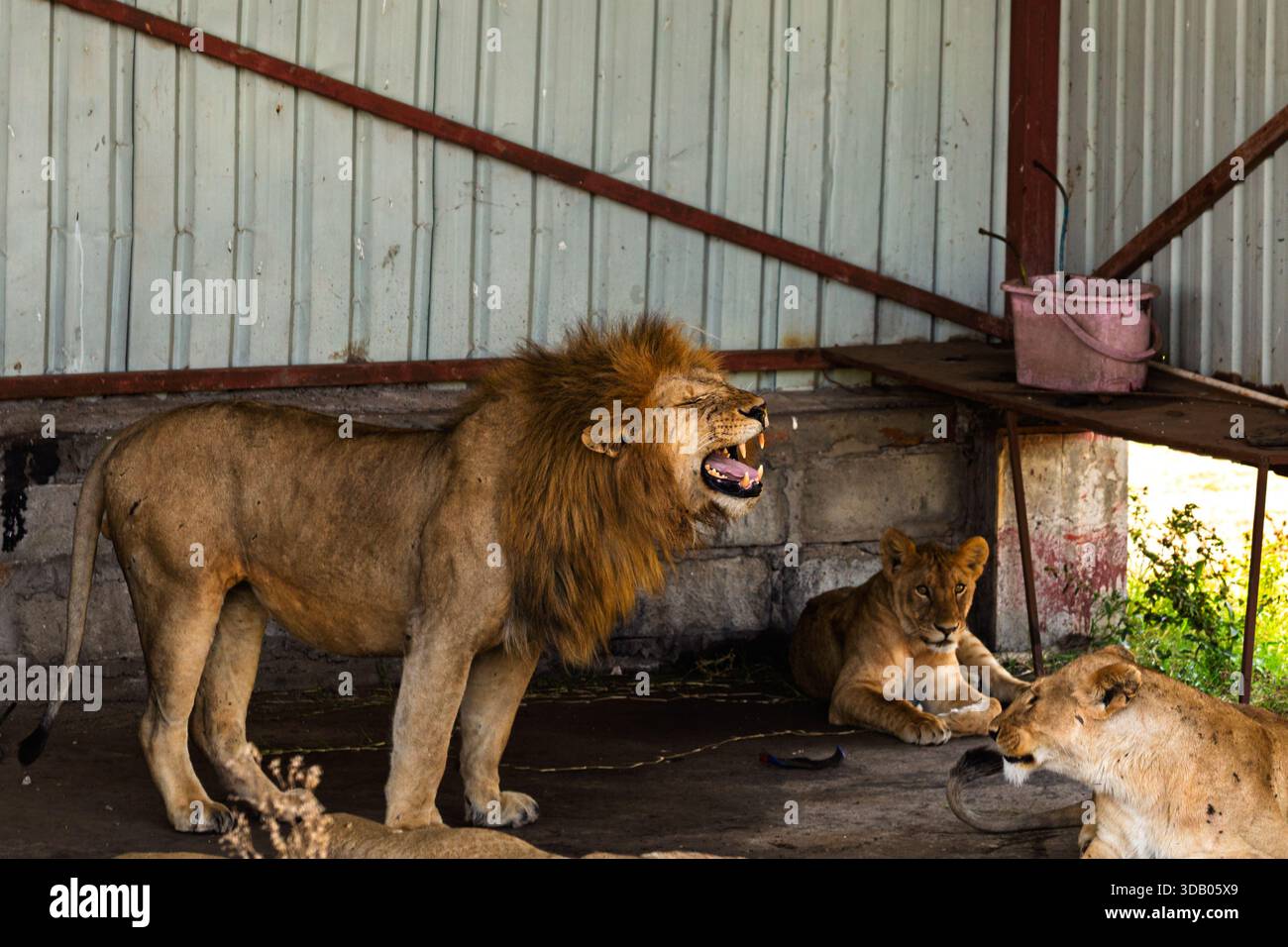 Ein männlicher Löwe brüllt und zeigt Dominanz, während Löweninnen und Jungtiere sich in der Nähe im Serengeti-Nationalpark in Tansania entspannen. Stockfoto