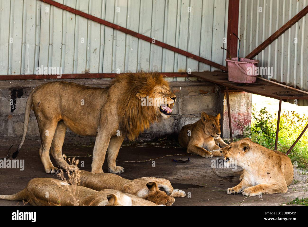 Der Stolz der Löwen liegt im Serengeti-Nationalpark in Tansania. Die Männchen brüllen, während die Weibchen und Jungen sich in der Nähe entspannen. Stockfoto