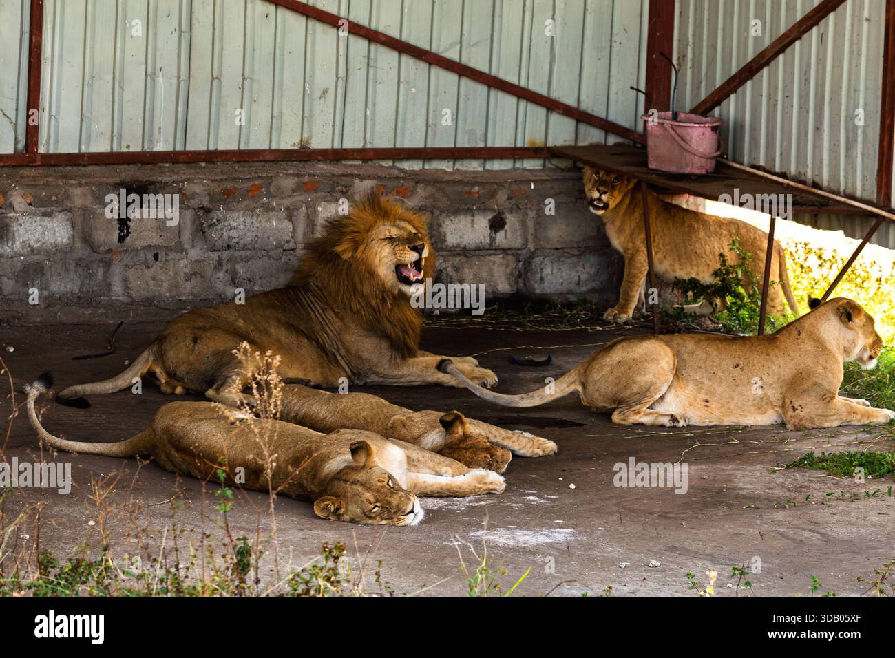 Im Schatten des Serengeti-Nationalparks in Tansania liegt ein Löwenstolz. Das Männchen brüllt, während die Weibchen sich entspannen. Stockfoto