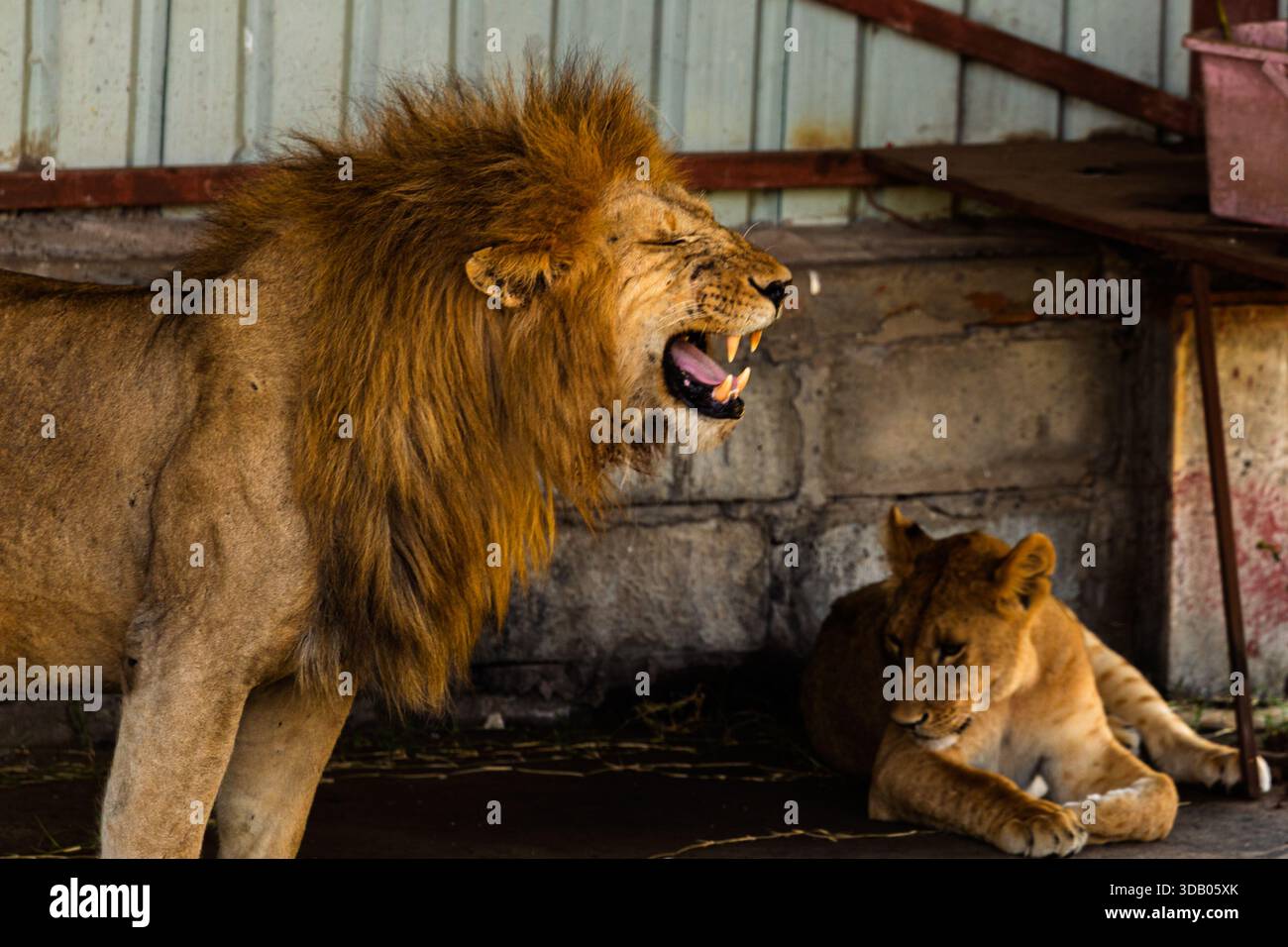 Ein männlicher Löwe brüllt in der Nähe einer ruhenden Löwin im Tansania Serengeti Nationalpark. Das Display des Mannes könnte für Dominanz oder Kommunikation sein. Stockfoto