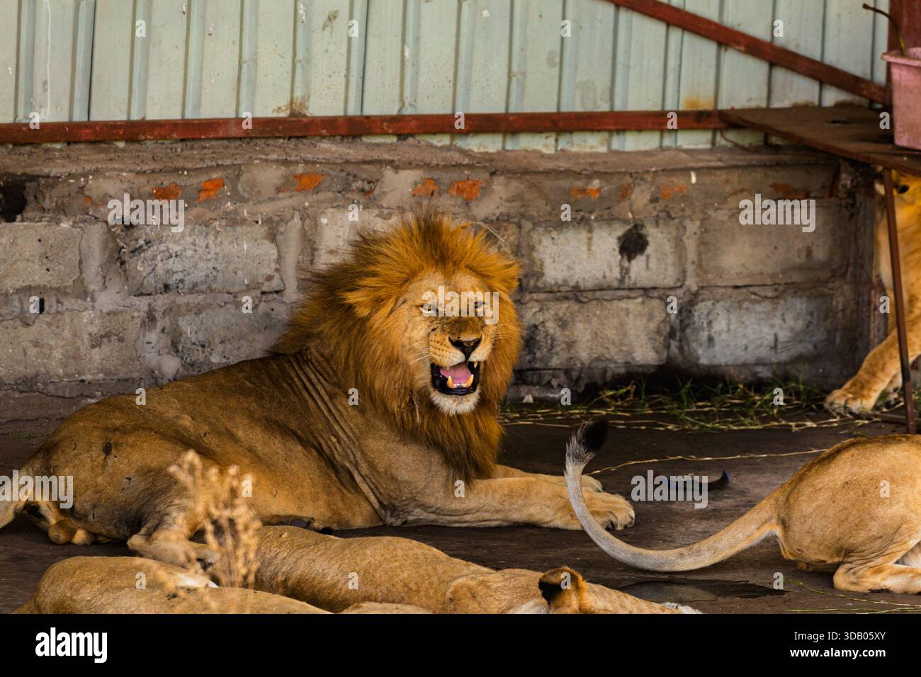 Ein männlicher Löwe brüllt, während er sich mit seinem Stolz im Serengeti-Nationalpark in Tansania ausruht. Stockfoto