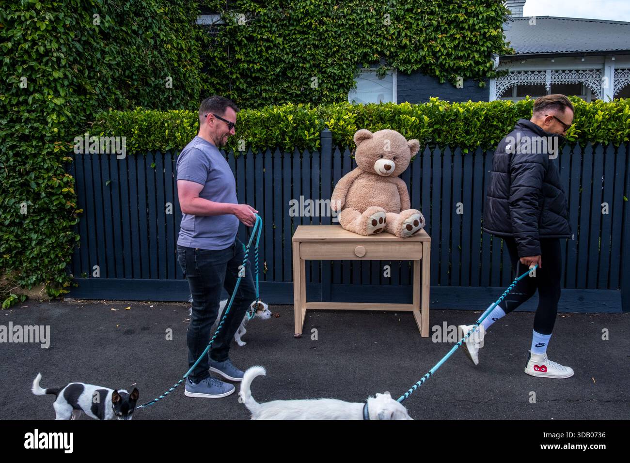 Hundeschlittenführer passieren einen verlassenen Teddybären vor einem Vorstadthaus in Clifton Hill, Melbourne, Victoria, Australien. Stockfoto