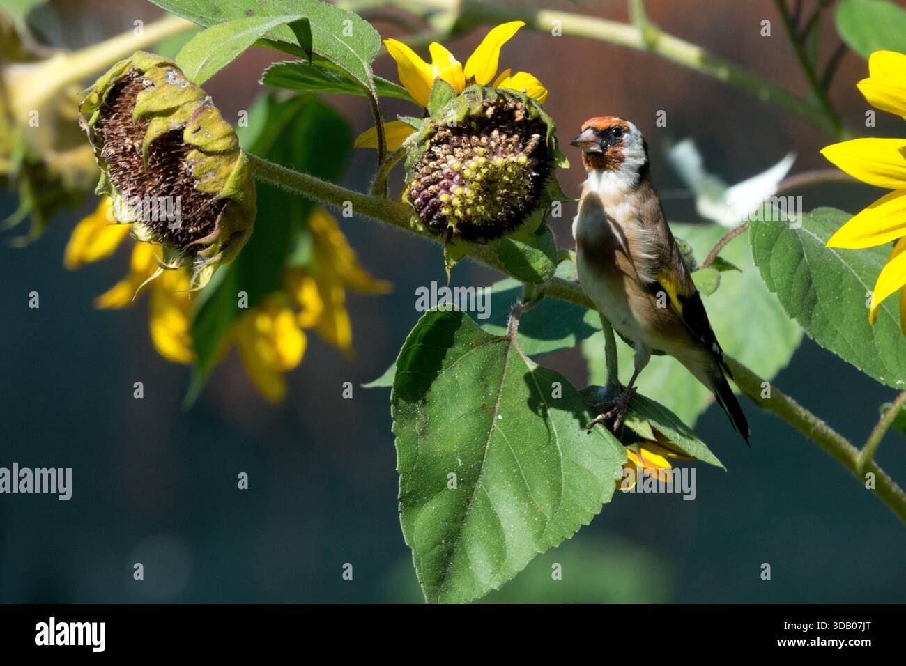 Vogel isst Samen Kopf Garten Sonnenblume Stockfoto