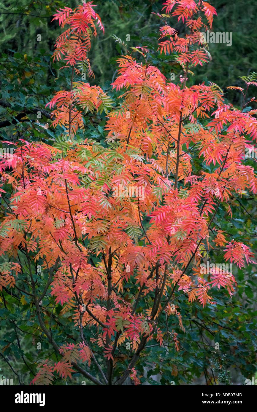 Sorbus commixta Ulong, Bergasche, Herbstfarbe Herbstsaison Oktober Farbe November Stockfoto