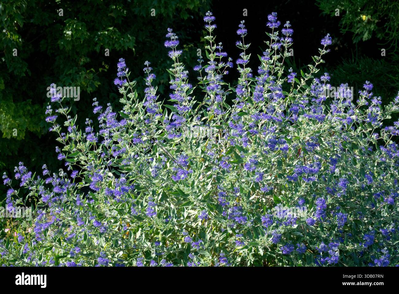 Caryopteris clandonensis kleine, abgerundete Sträucher kleiner blauer Blüten, blüht im Spätsommer und Frühherbst Stockfoto