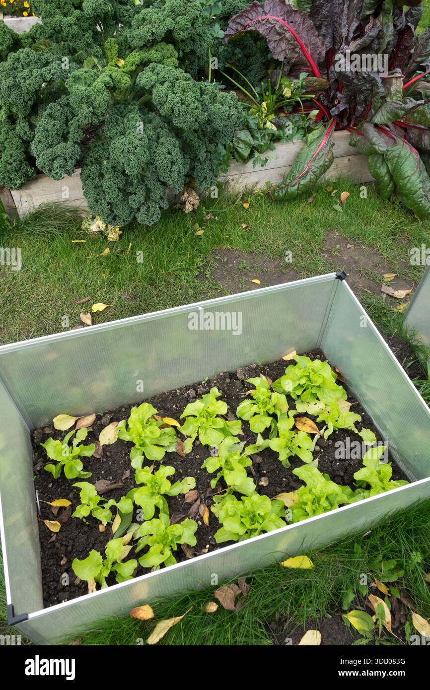 Salat mit warmen Betten im Herbstgarten Stockfoto