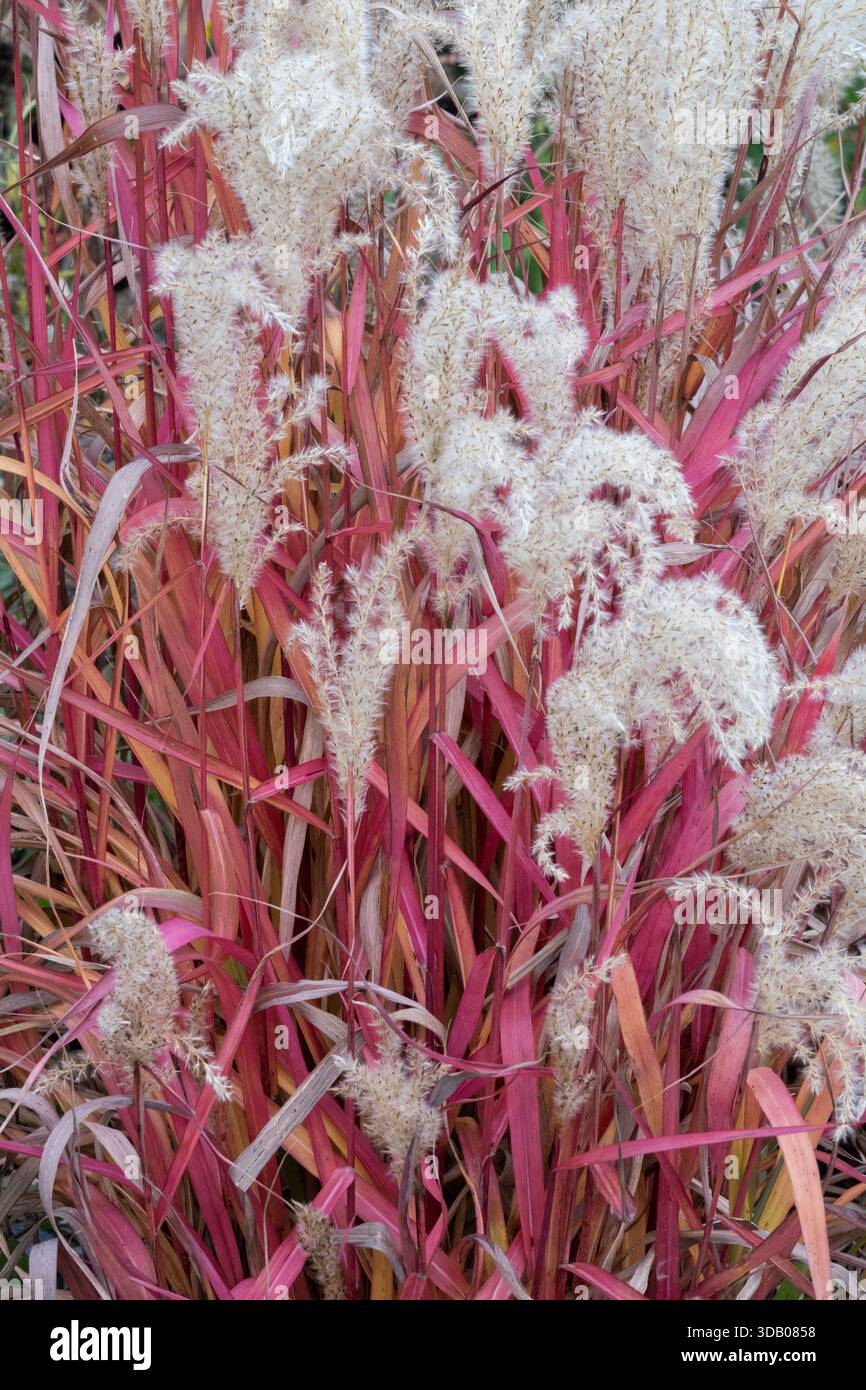 Miscanthus sinensis Stockfoto