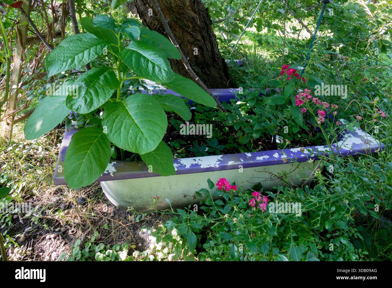 Vernachlässigter, bewachsener Garten Indisches Kachalgras wächst in alter Badewanne Stockfoto