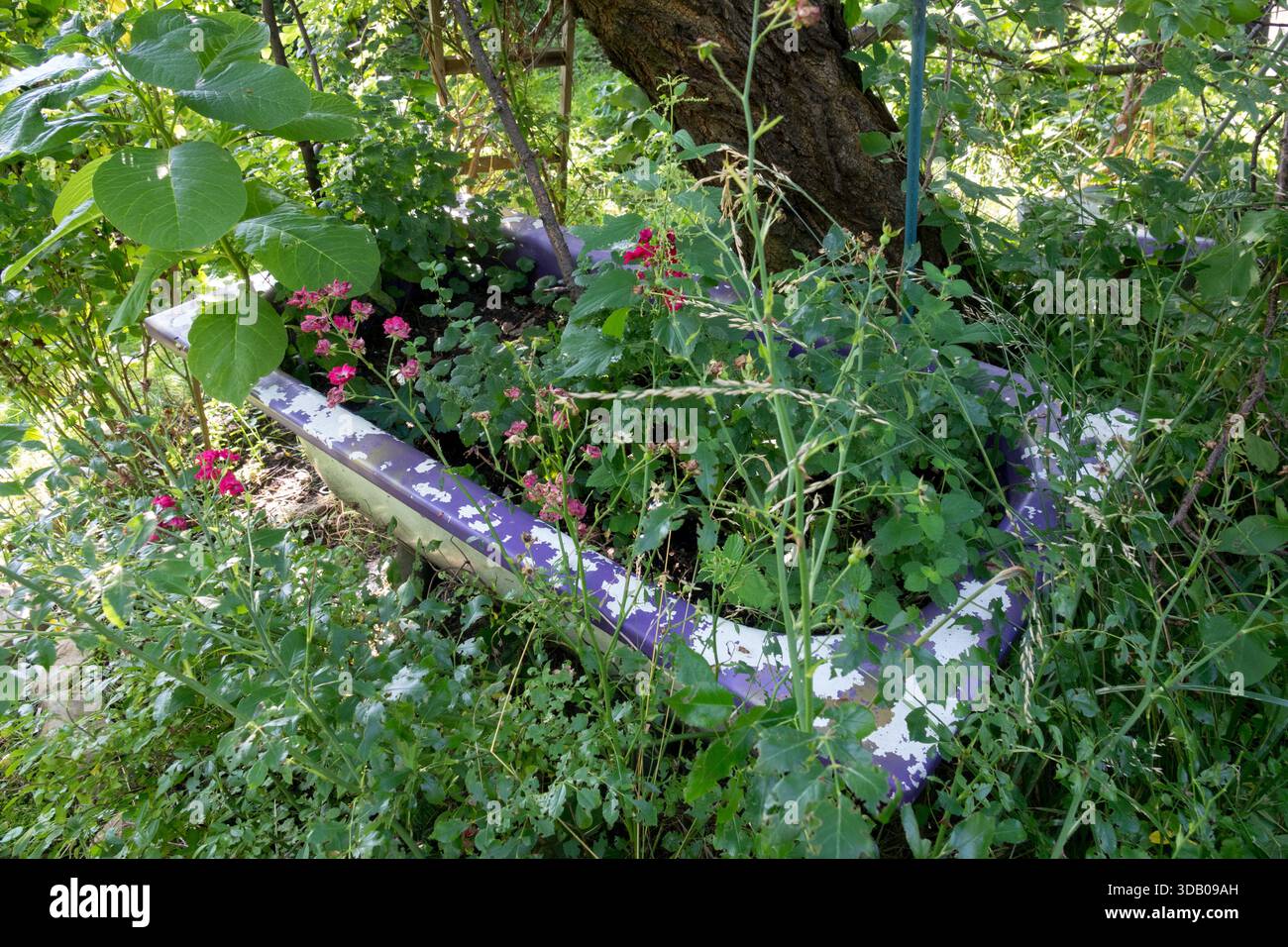 Ein vernachlässigter, bewachsener Garten ist ein Ort für alte und weggeworfene Dinge, eine alte Badewanne Stockfoto