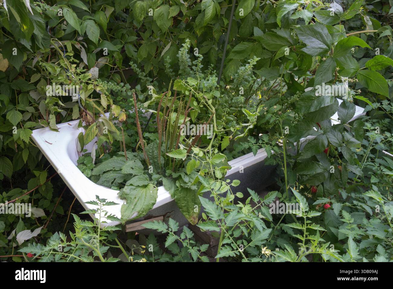 Wir haben unnötige alte Dinge im verwachsenen Garten der alten Badewanne weggeworfen Stockfoto