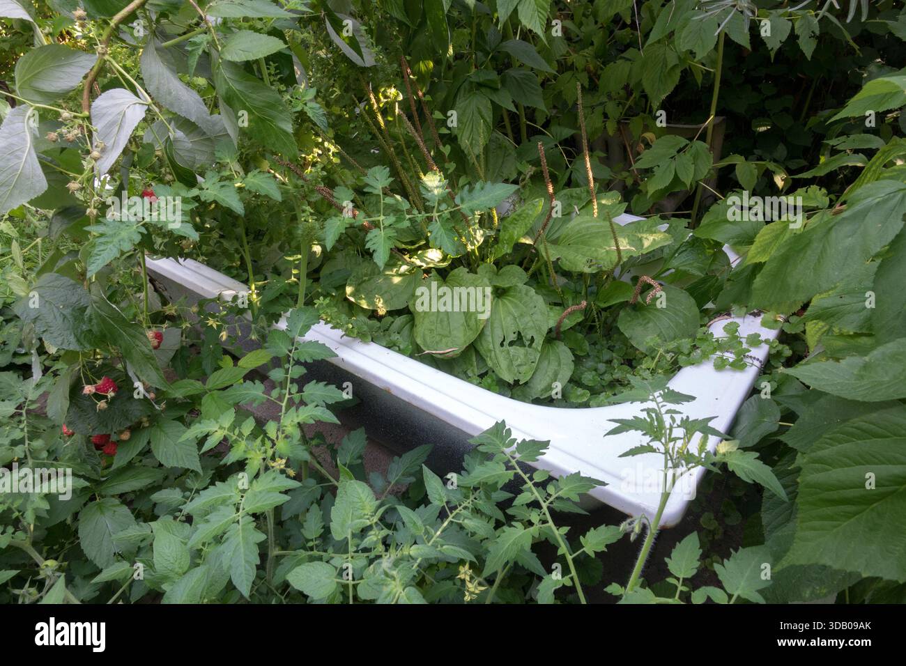 Schattiger Teil Überwachsener Garten Stockfoto