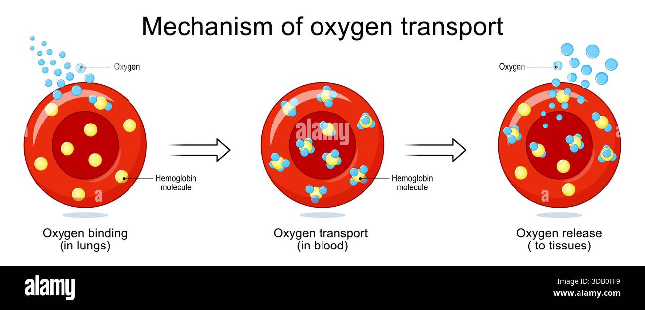 Mechanismus des Sauerstofftransports. Erythrozyten, Sauerstoff- und Hämoglobinmolekül. Nahaufnahme der Erythrozyten. Vektorabbildung Stock Vektor