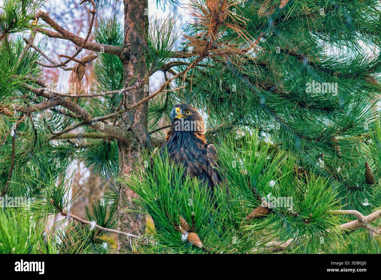 Adler im Baum - verschiedene Stockfoto