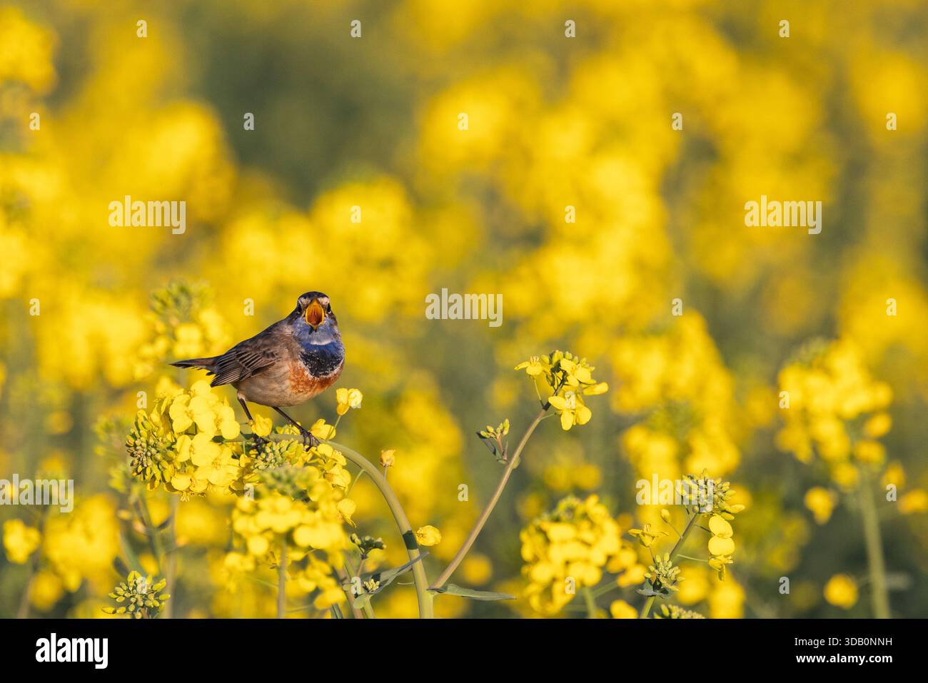 Blauroat (Luscinia svecica) männlich auf einem Rapsfeld im Frühjahr, Pas-de-Calais, Frankreich Stockfoto