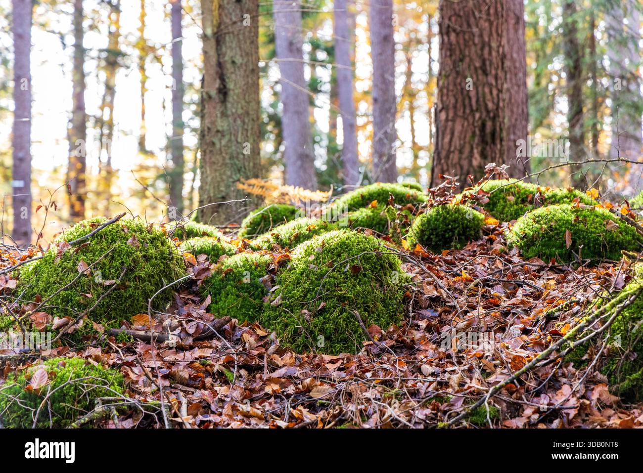 Moosbedeckte Felsen in einem Herbstwald, Mosel, Frankreich Stockfoto