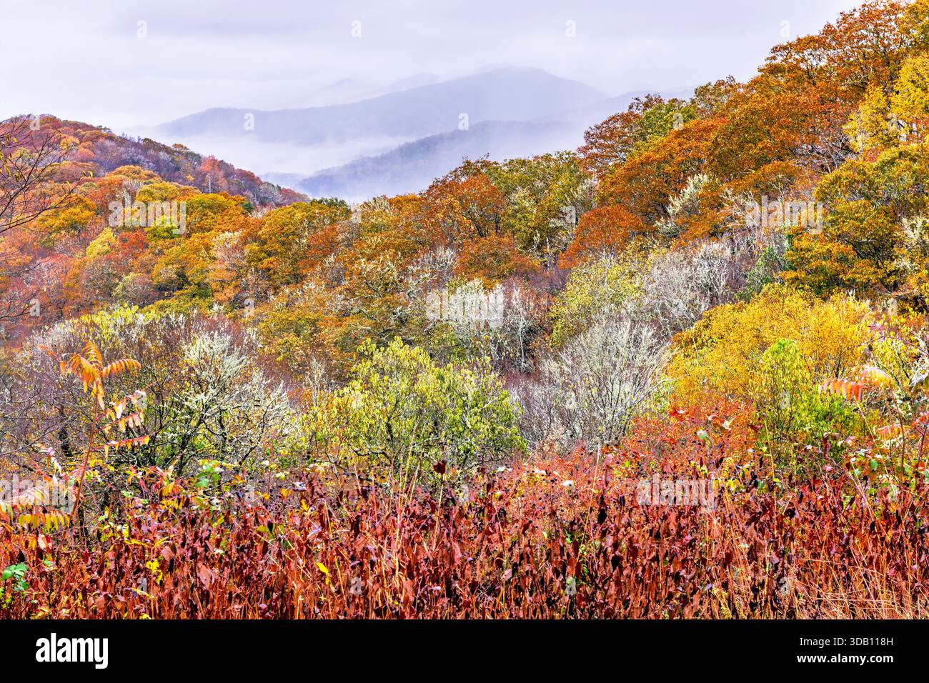 Wunderschöner Morgen in den Great Smoky Mountains mit farbenfrohem Herbstlaub und Nebel, der durch die Täler fließt, daher der Name Smoky. Stockfoto
