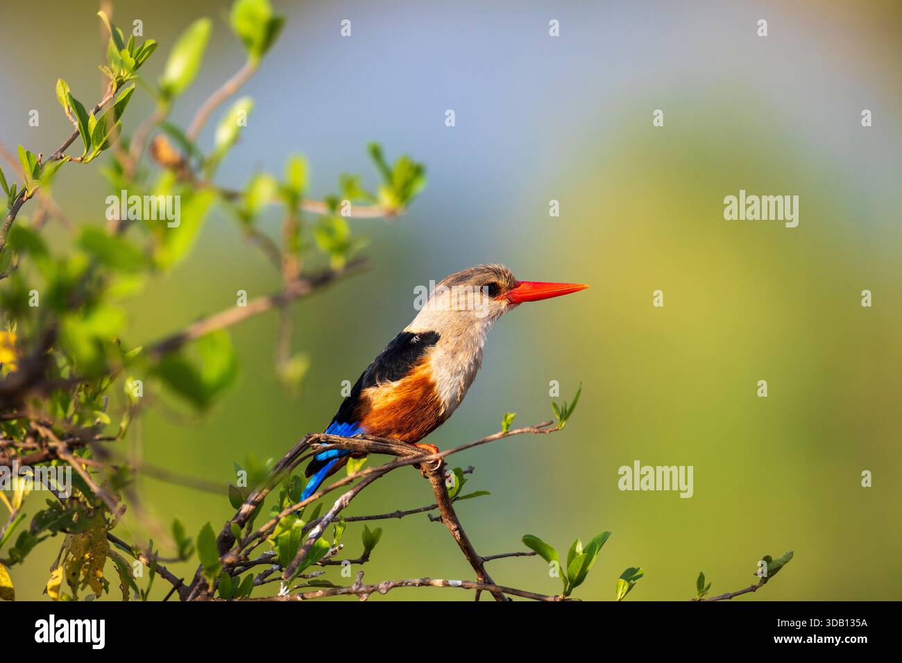 Graukopf-Eisvogel (Halcyon leucocephala) im Tarangire-Nationalpark, Tansania Stockfoto