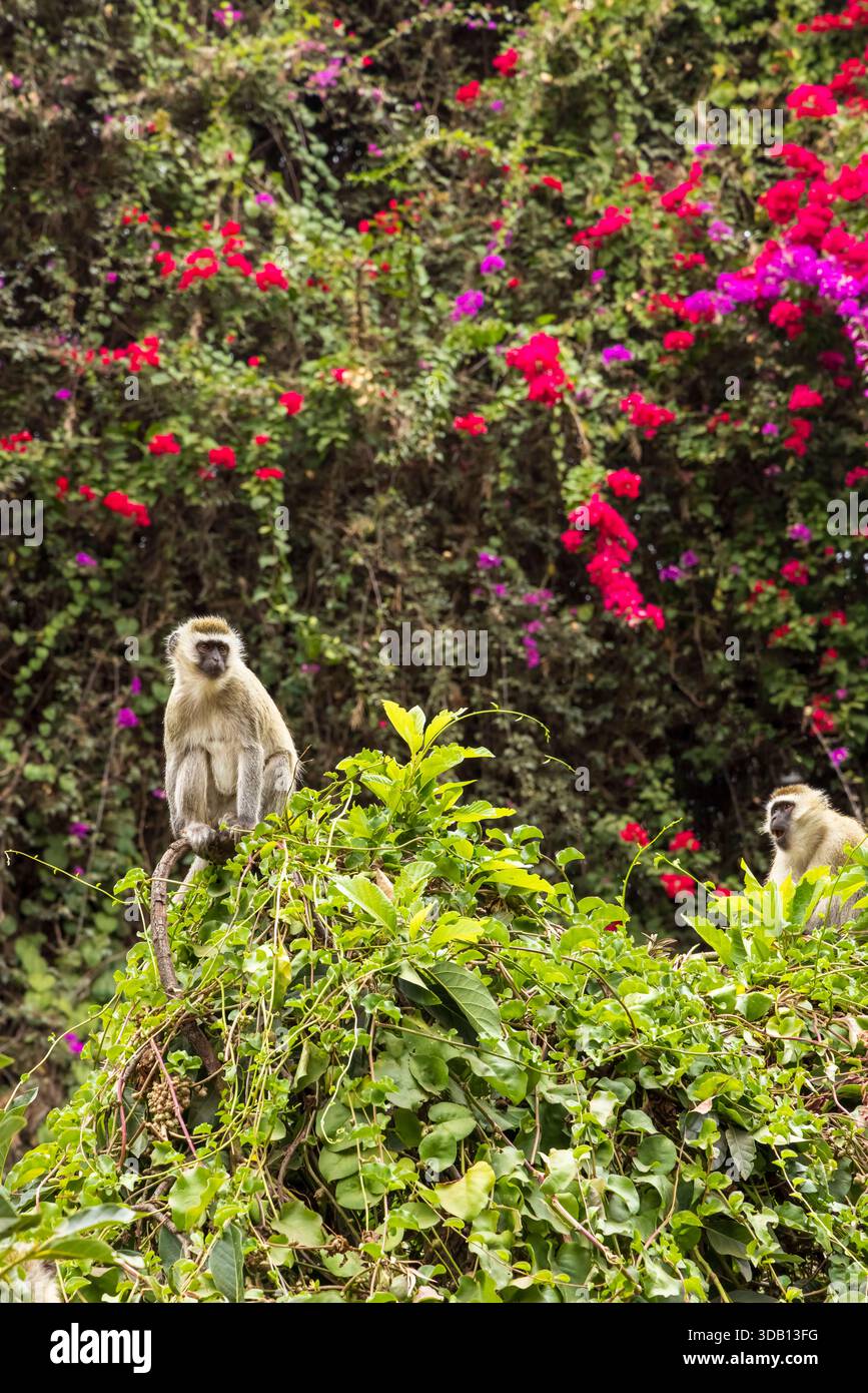 Vervet Monkey (Cercopithecus aethiops) Fütterung in Arusha, Tansania Stockfoto