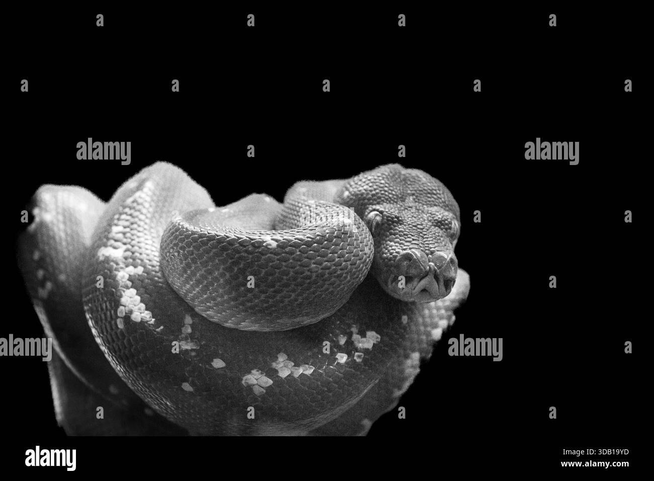 Wunderbare Schlangen sind in der Wildnis schwer zu finden, aber in Zoos beliebt. Stockfoto