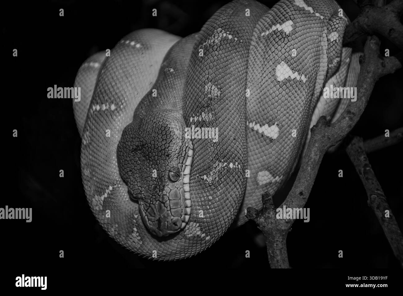 Wunderbare Schlangen sind in der Wildnis schwer zu finden, aber in Zoos beliebt. Stockfoto