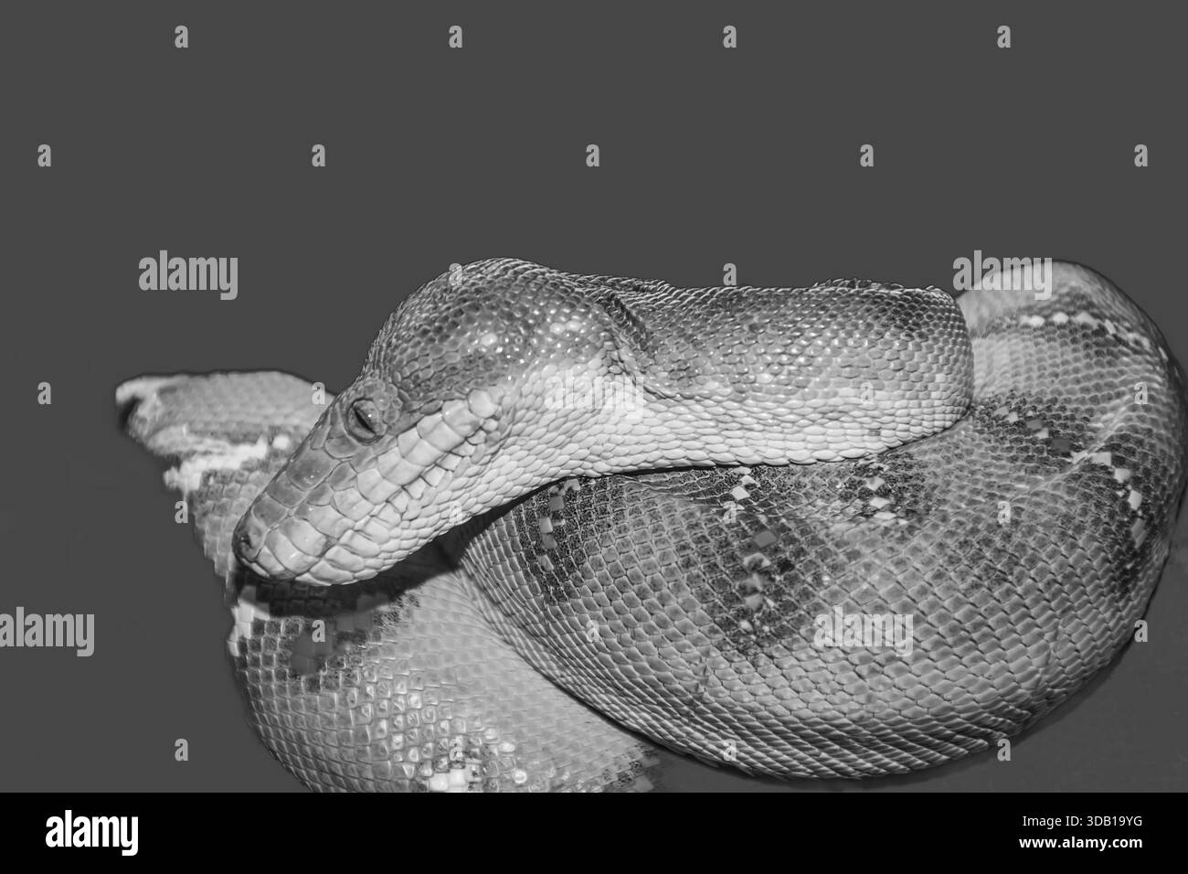 Wunderbare Schlangen sind in der Wildnis schwer zu finden, aber in Zoos beliebt. Stockfoto