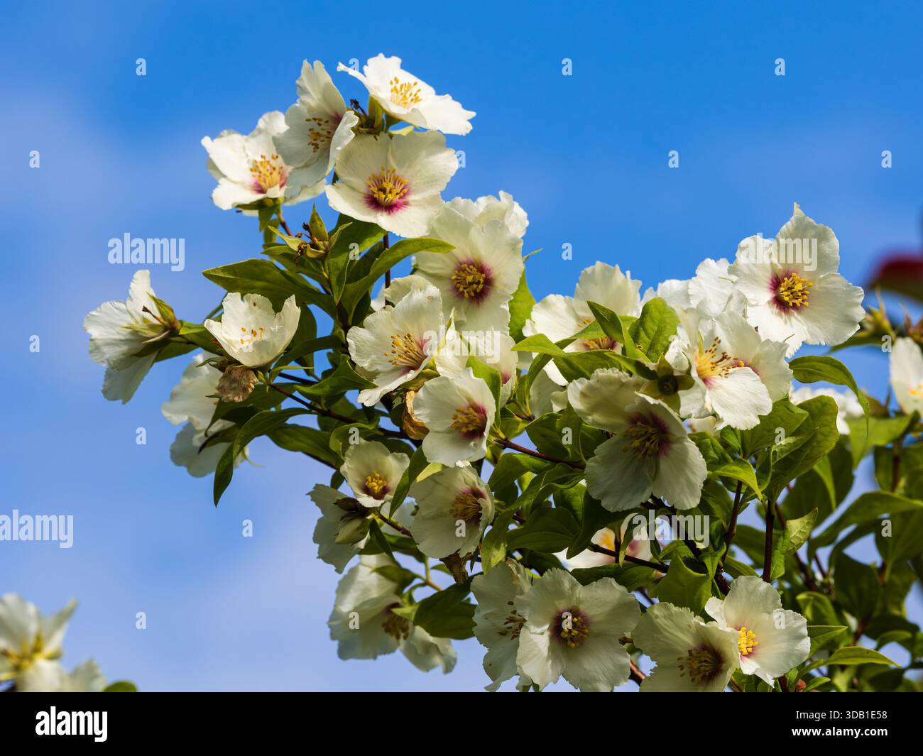 Duftende weiße Frühlingsblumen des harten Zierstrauchs PhiladelphusBelle Etoile Stockfoto
