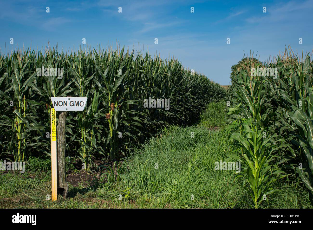 Nicht gentechnisch verändertes Maisgut. Stockfoto