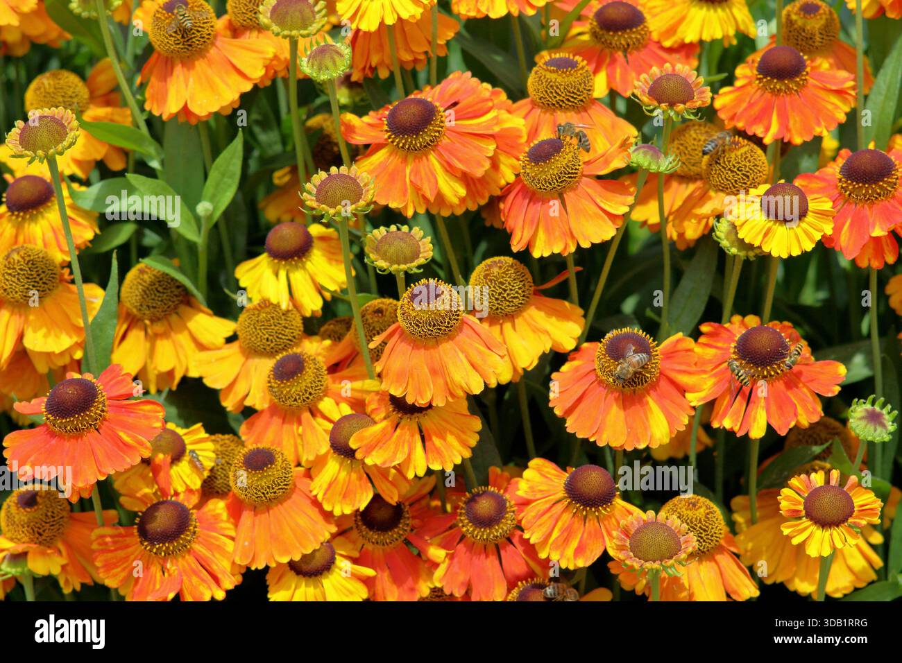 Helenium Sahins Early Flowerer Niesweed Gänseblümchen wie orange Blumen. Lange Blüte im Sommer und Herbst. Nahaufnahme des Hintergrundbildes im Hochformat Stockfoto