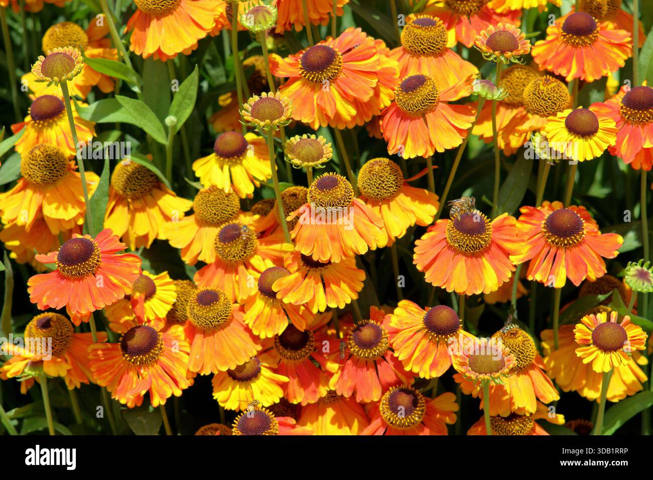 Helenium Sahins Early Flowerer Niesweed Gänseblümchen wie orange Blumen. Lange Blüte im Sommer und Herbst. Nahaufnahme des Hintergrundbildes im Hochformat Stockfoto