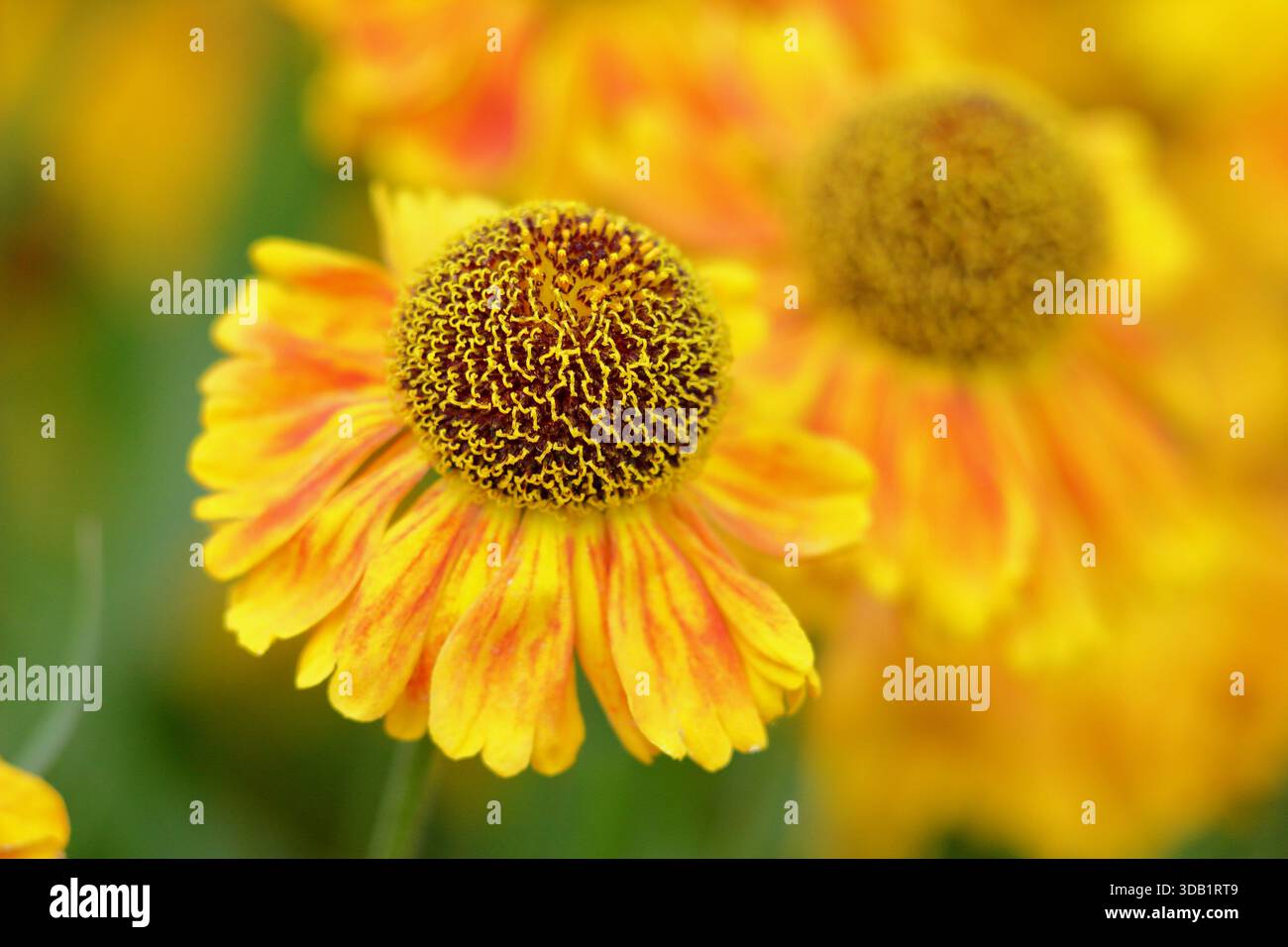 Helenium Goldfuchs Niesweed Gold gelb orange getönt lang blühende Gänseblümchen wie Blüten Nahaufnahme Portrait Hintergrund Füllrahmen Stockfoto