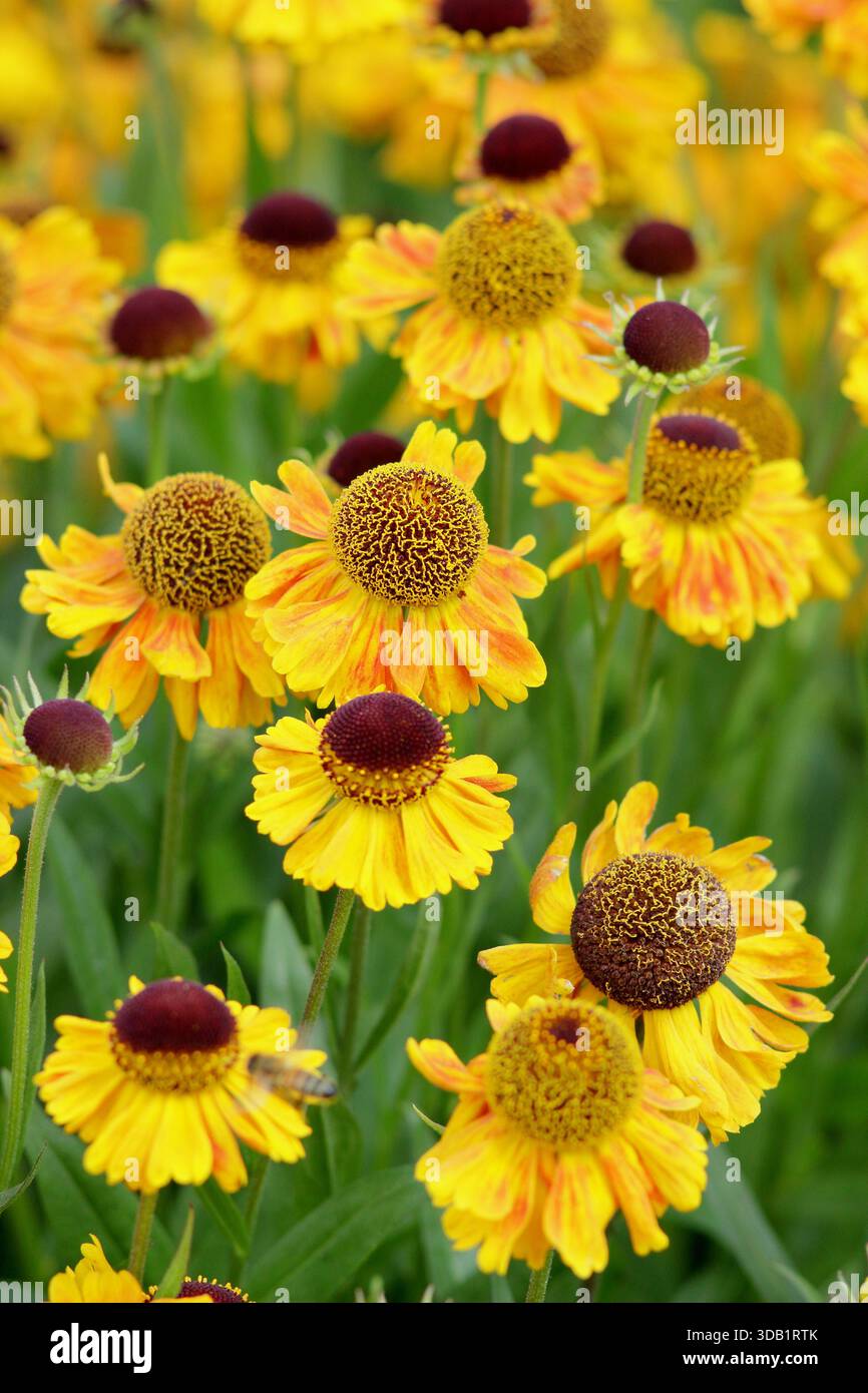 Helenium Goldfuchs Niesweed Gold gelb orange getönt lang blühende Gänseblümchen wie Blüten Nahaufnahme Portrait Hintergrund Füllrahmen Stockfoto