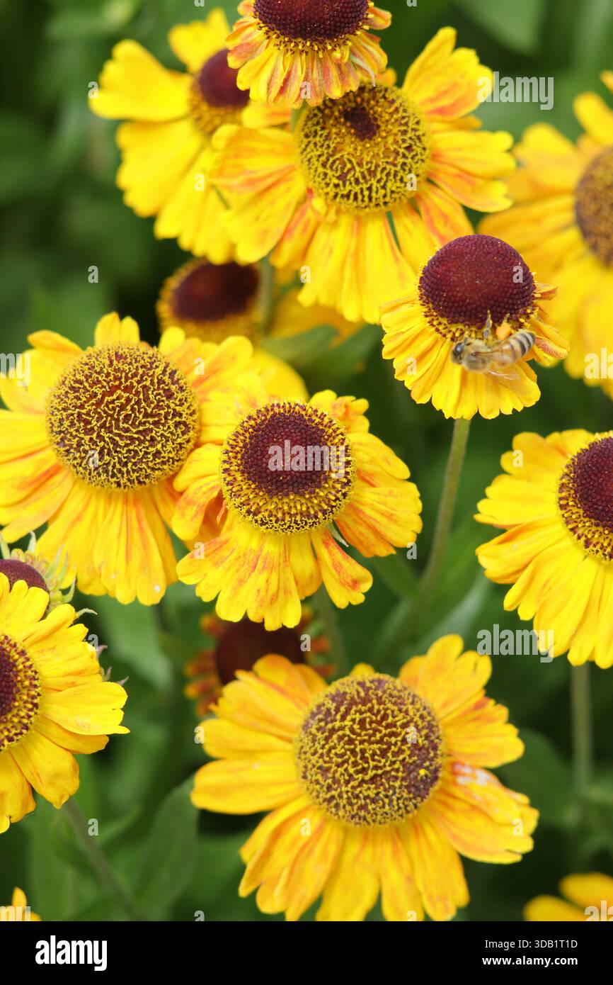 Helenium Goldfuchs Niesweed Gold gelb orange getönt lang blühende Gänseblümchen wie Blüten Nahaufnahme Portrait Hintergrund Füllrahmen Stockfoto