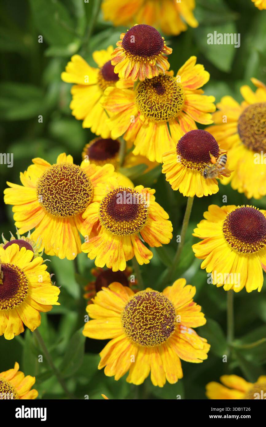 Helenium Goldfuchs Niesalgen Gänseblümchen wie krautige Stauden, die im Sommer und Herbst blühen. Nahaufnahme des Hintergrundbildes im Hochformat Stockfoto