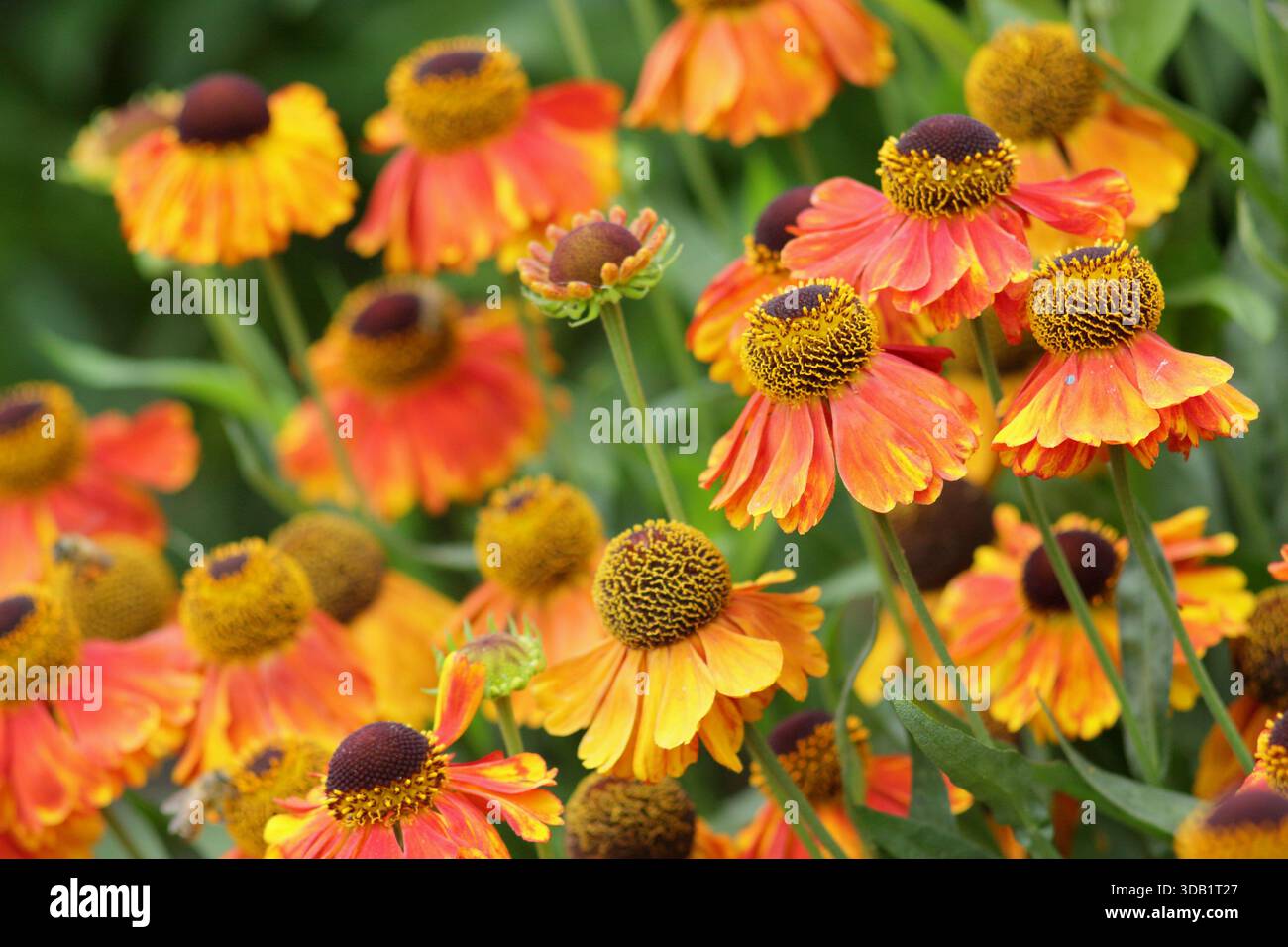 Helenium Luc Niesweed, lange blühende krautige Stauden Gänseblümchen wie orange Blüten im Sommer und Herbst. Nahaufnahme Hintergrund Porträt Füllrahmen Stockfoto