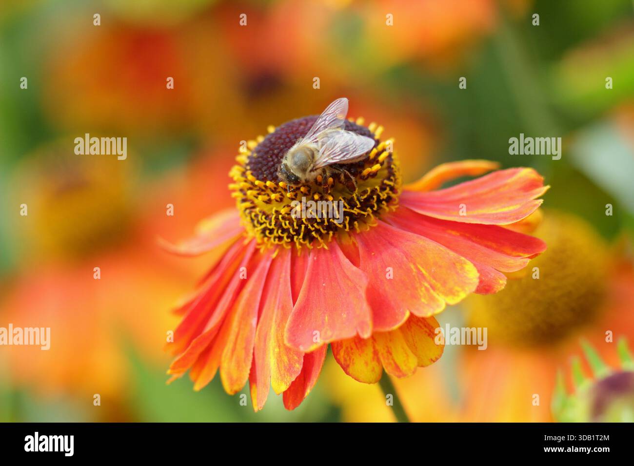 Helenium Luc Niesweed, lange blühende krautige Stauden Gänseblümchen wie orange Blüten im Sommer und Herbst. Nahaufnahme Hintergrund Porträt Füllrahmen Stockfoto