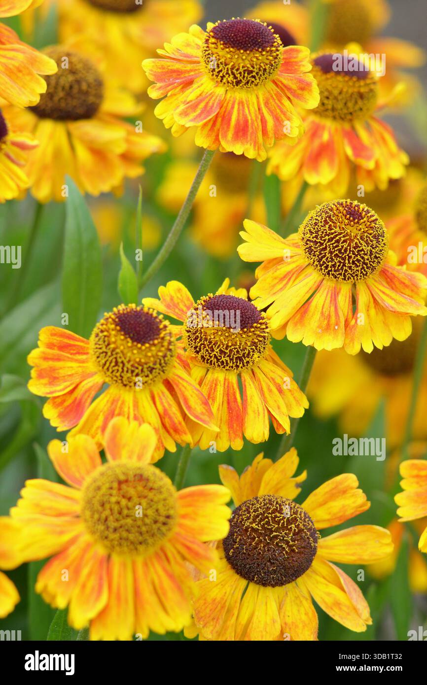 Helenium Goldfuchs Niesweed Gold gelb orange getönt lang blühende Gänseblümchen wie Blüten Nahaufnahme Portrait Hintergrund Füllrahmen Stockfoto