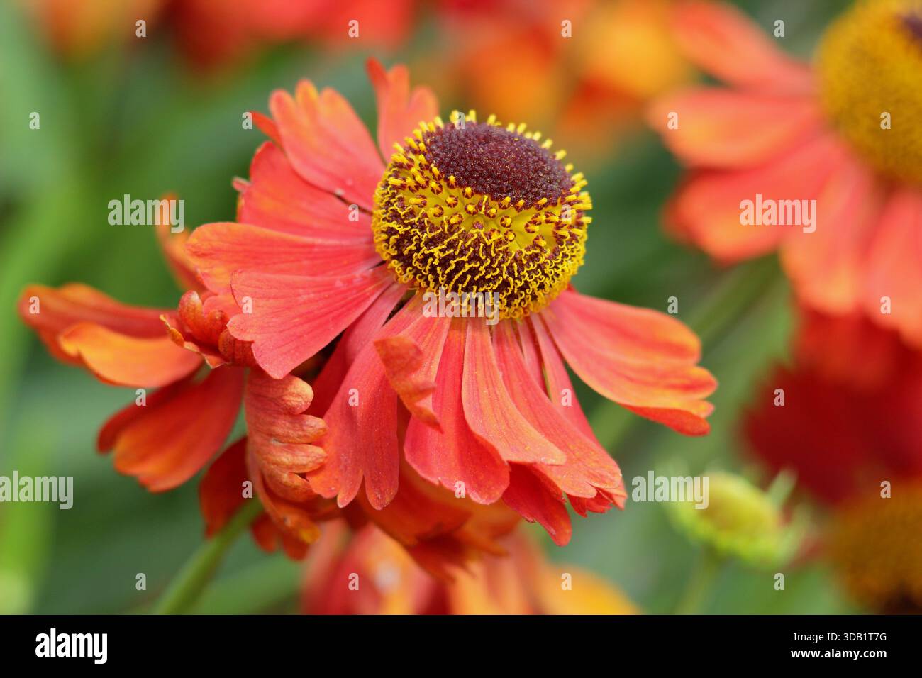 Helenium 'Moerheim Beauty', Nieselkraut, Staude mit orange Bronze, Gänseblümchen wie Blumen im Sommer und Herbst. Nahaufnahme des Hochformathintergrunds Stockfoto
