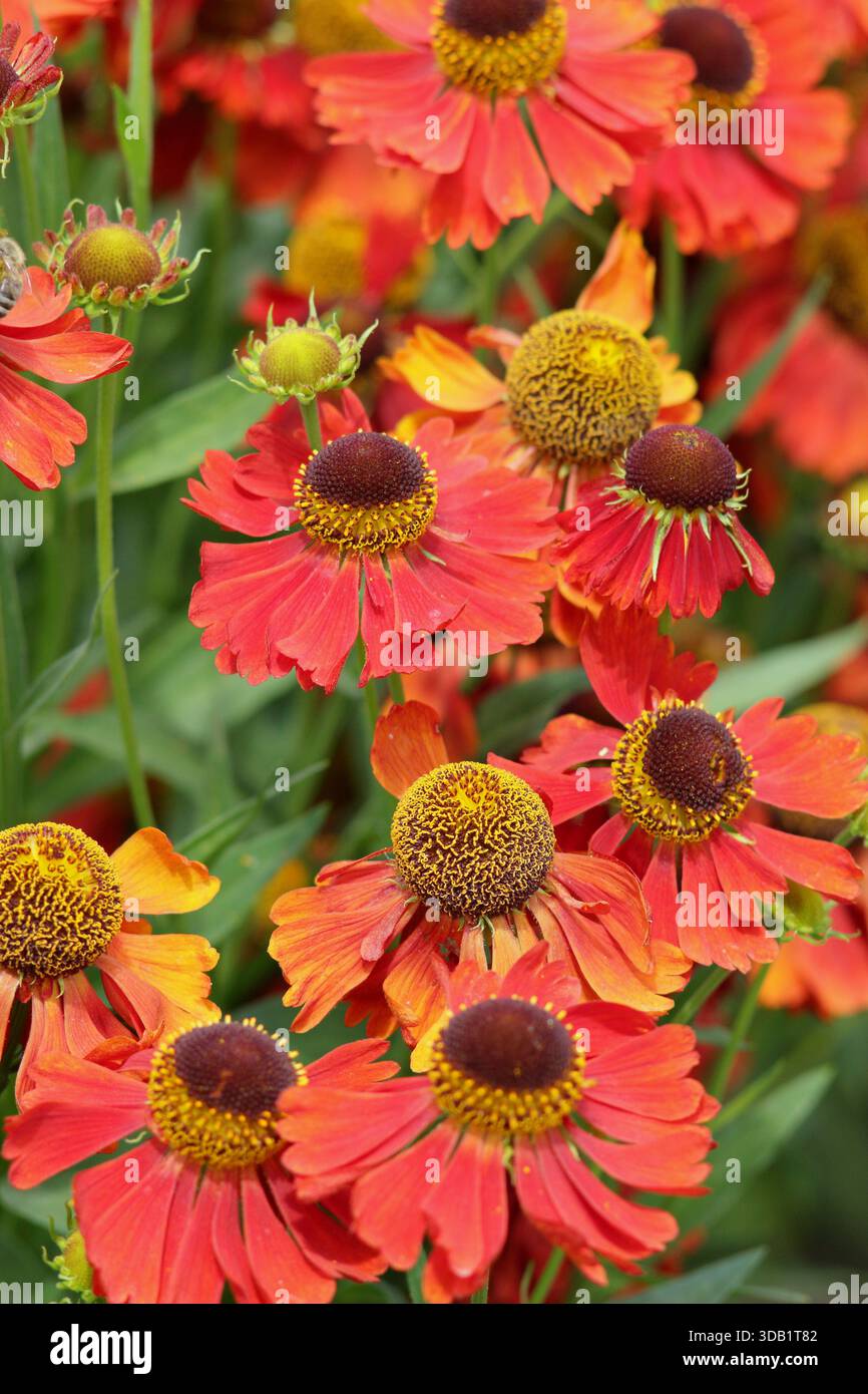 Helenium 'Moerheim Beauty', Nieselkraut, Staude mit orange Bronze, Gänseblümchen wie Blumen im Sommer und Herbst. Nahaufnahme des Hochformathintergrunds Stockfoto