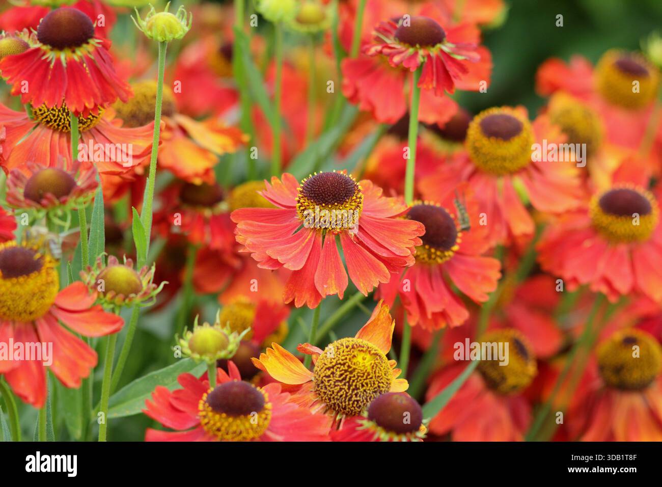 Helenium 'Moerheim Beauty', Nieselkraut, Staude mit orange Bronze, Gänseblümchen wie Blumen im Sommer und Herbst. Nahaufnahme des Hochformathintergrunds Stockfoto