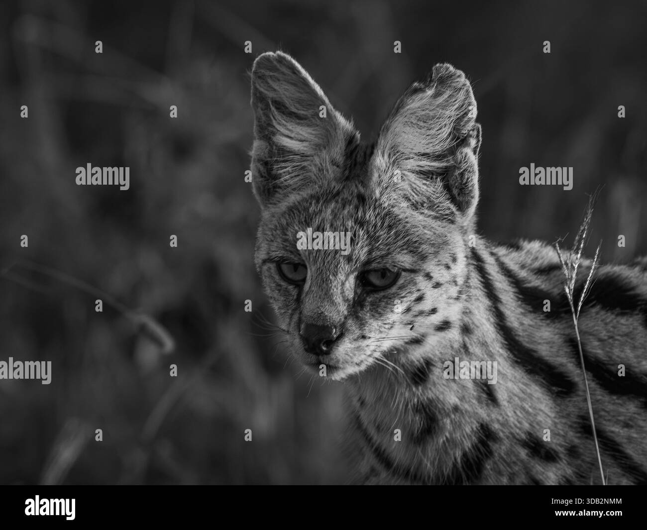 Wir folgten „diskret“ einer Serval Wildkatze im weit offenen afrikanischen Gras. Es schien völlig ungestört von nur einem Safari-Fahrzeug, das unserem nachfolgte. Stockfoto