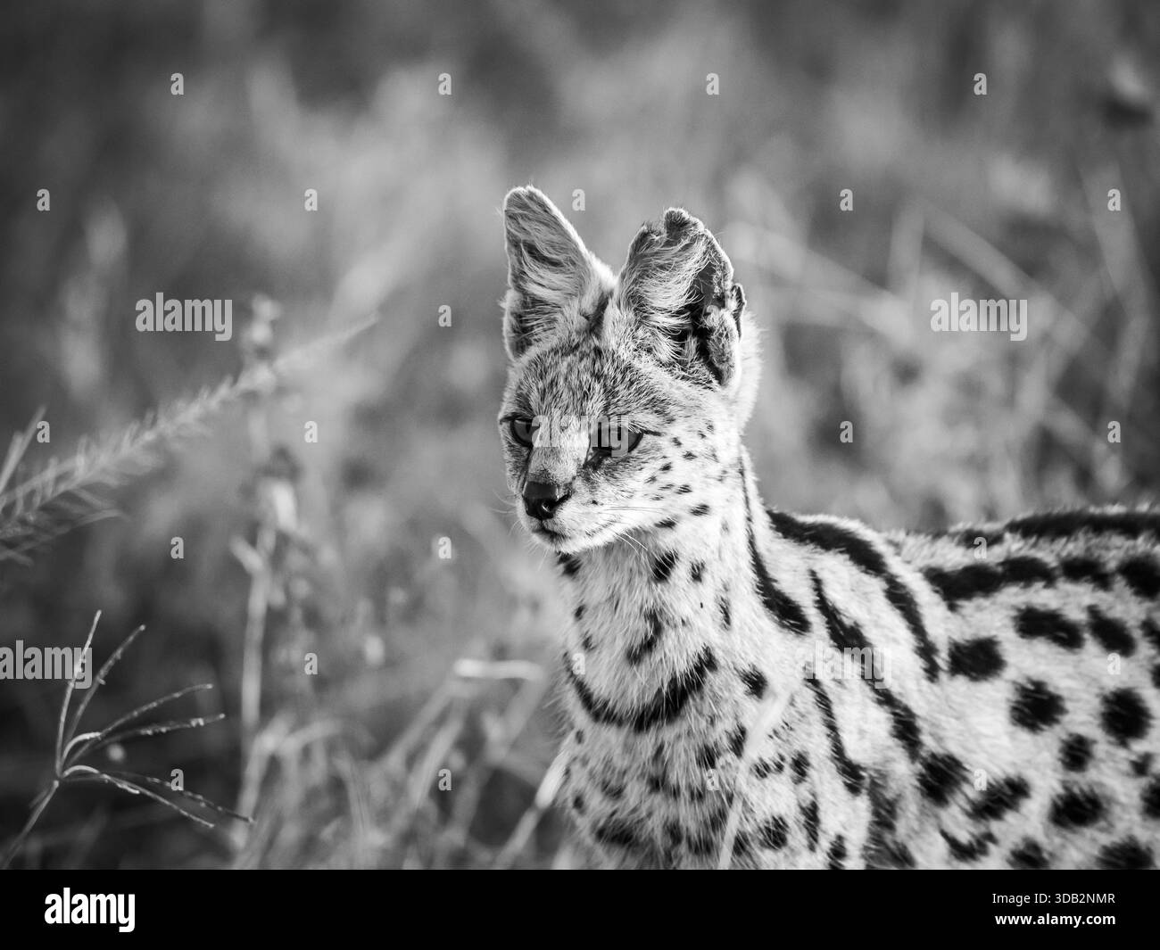Wir folgten „diskret“ einer Serval Wildkatze im weit offenen afrikanischen Gras. Es schien völlig ungestört von nur einem Safari-Fahrzeug, das unserem nachfolgte. Stockfoto