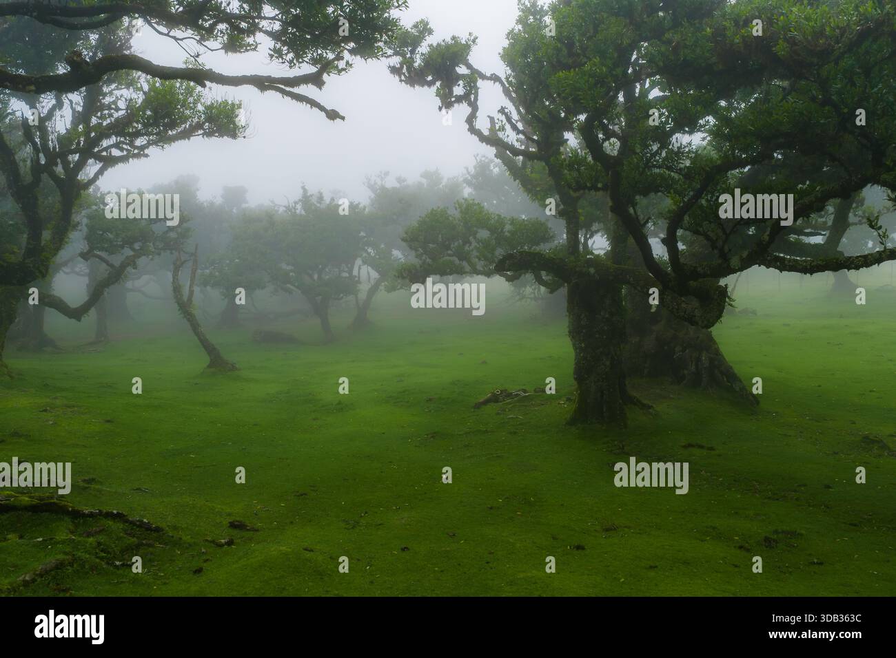 Neblige Lorbeerbäume im Fanal-Wald auf Madeira auf einem moosigen Teppich Stockfoto