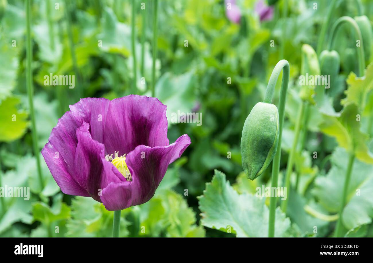 Opiummohnblüte in lila oder grüne Knospen mit Stielen und Blättern im Frühlingsfeld. Papaver somniferum. Großer violetter Blumenkopf mit zerbrechlichen Blütenblättern. Stockfoto