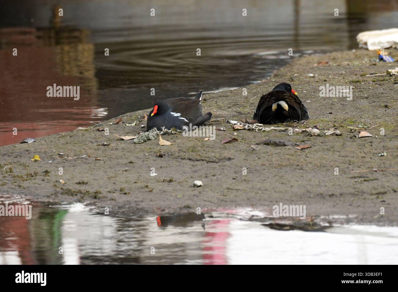 Paare gemeiner Moorhe (Gallinula chloropus), die auf einem schlammigen städtischen Flussufer neben verschmutztem Wasser ruht, Zamalek, Kairo, Ägypten Stockfoto