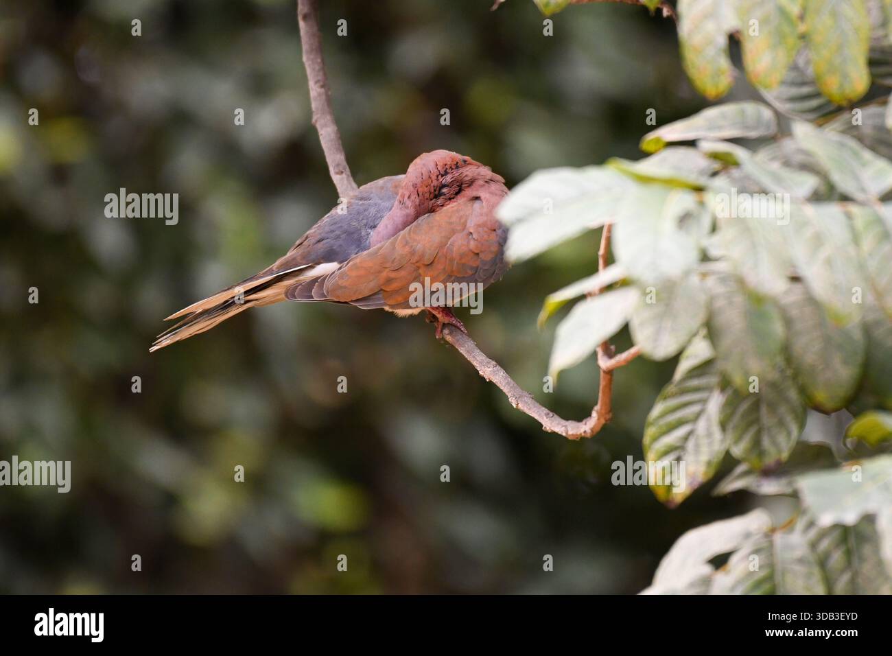 Lachende Taube (Spilopelia senegalensis), die auf einem Gartenbauzweig sitzt, Kairo, Ägypten Stockfoto