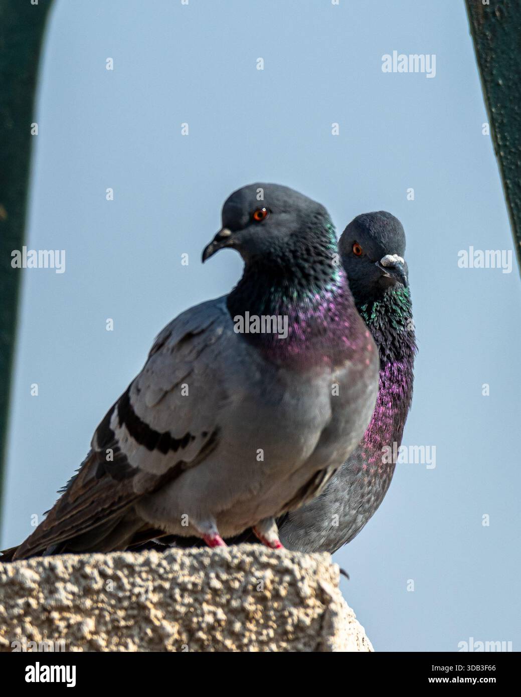 Zwei Steintauben (Columba Livia), die auf dem Gebäudevorsprung thront, Kairo, Ägypten Stockfoto
